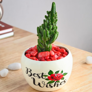 Tower Cactus Plant In Best Wishes Metal Pot
