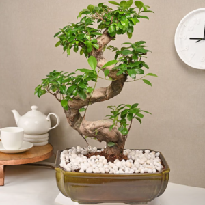 Ficus Microcarpa S Shaped Bonsai Aged 6 Years