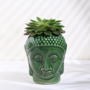 Eichveria Plant In Ceramic Buddha Pot