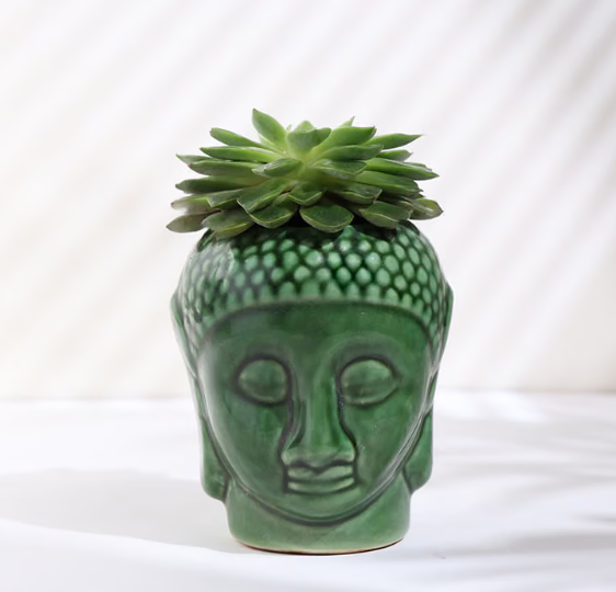 Eichveria Plant In Ceramic Buddha Pot