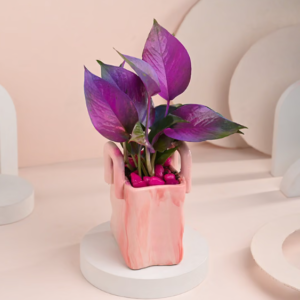 Money Plant In Pink Basket Pot