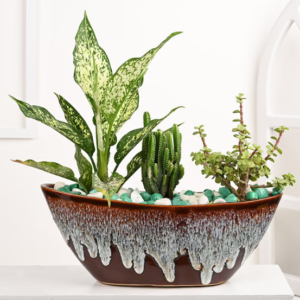 Jade Plant Aglaonema N Tower Cactus In Ship Shaped Pot