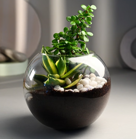 MILT and Jade Plant Terrarium