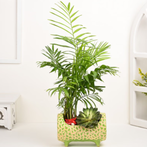 Chamaedorea And Echeveria In Green Basket Pot